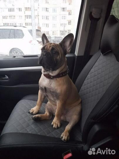 Вязка французский бульдог