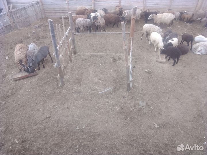 Овцы бараны