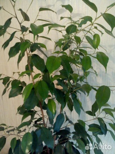 Фикус Бенджамина большой