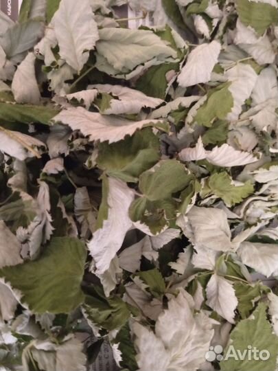 Листья малины