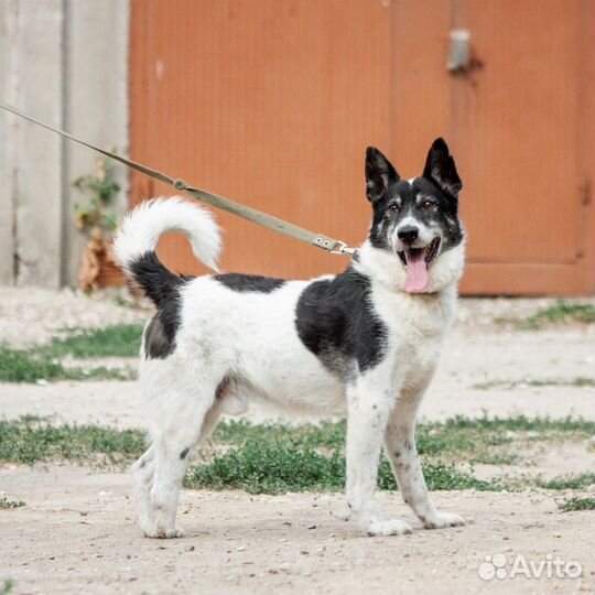 Ласковый пес Бобик в добрые руки