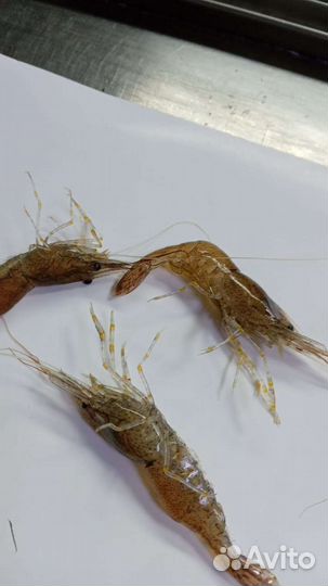 Креветка свежая