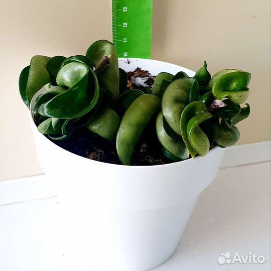 Хойи,дисхидия