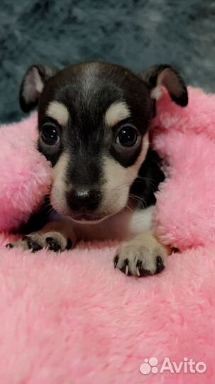 Продаю щенков Той терьер