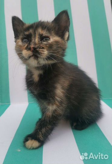 Котёнок на счастье