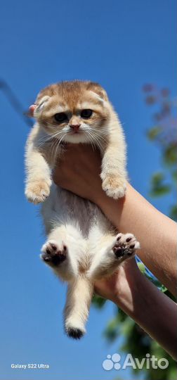 Шотландские котята