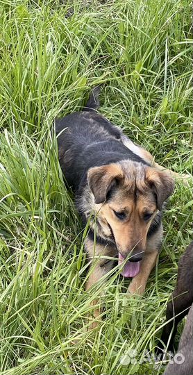 Собака в добрые руки отдам бесплатно