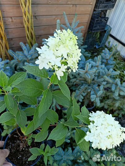 Ель голубая Супер Блю