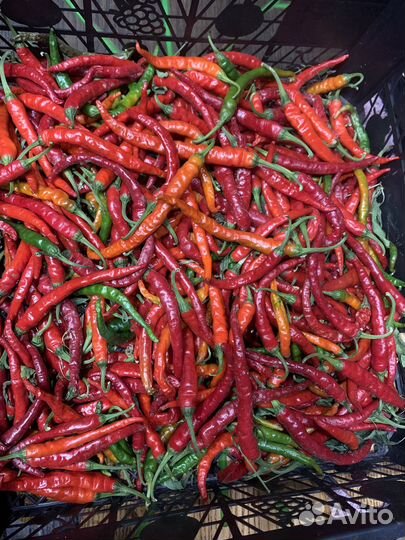 Перец острый «огонек»