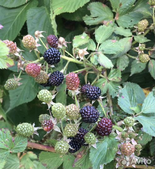 Ежевика ягода и саженцы