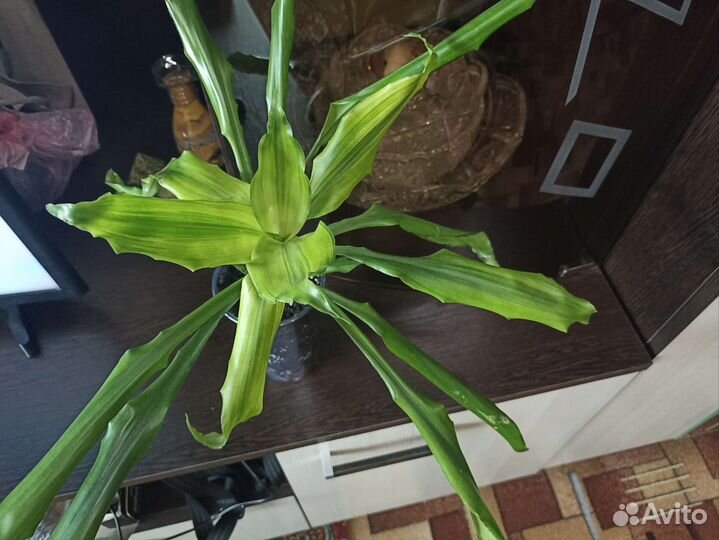 Драцена душистая Голден Кост