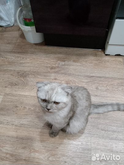 Британские котята