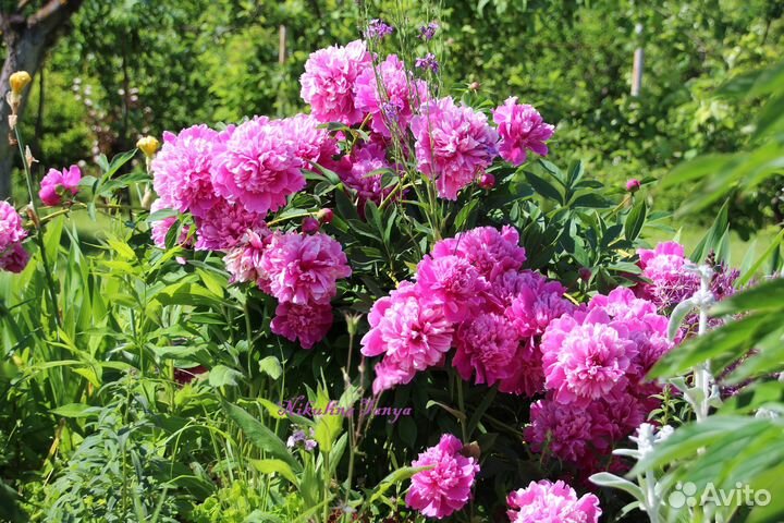 Корни, деленки пиона 