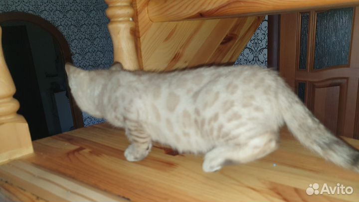 Бенгальский котенок