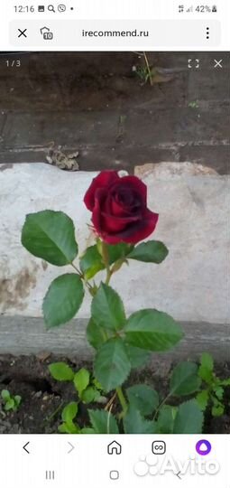 Кустовые розы