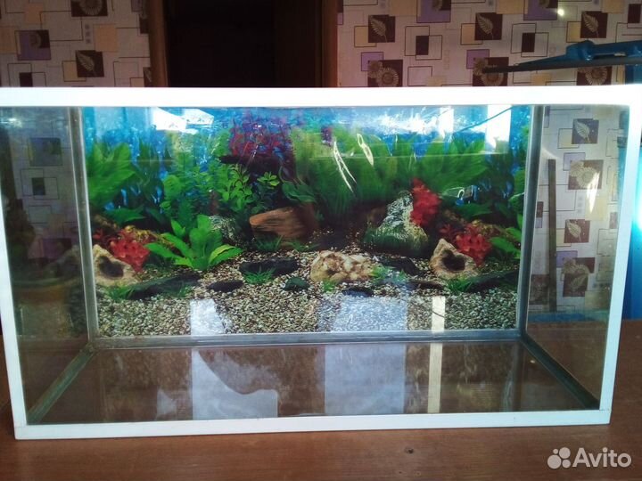 Аквариум и террариумы