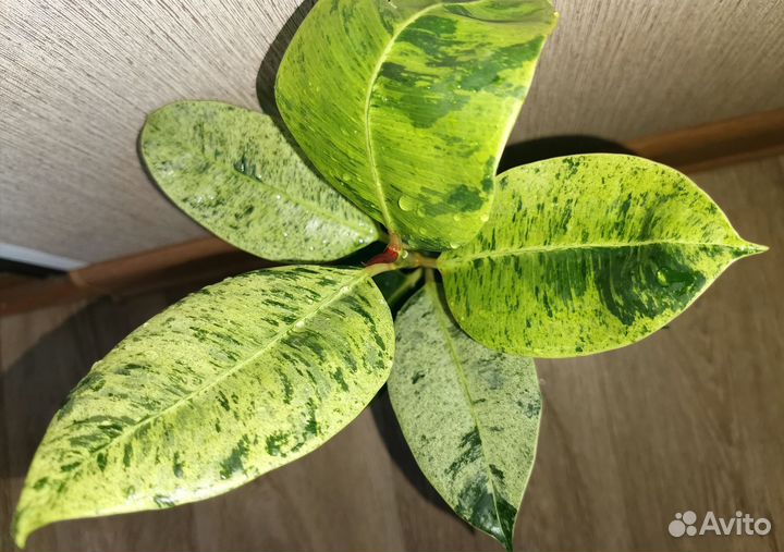 Фикусы Эластика (каучуконосные)