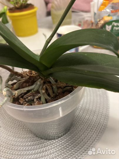 Фаленопсис биг лип