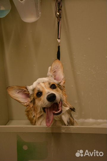 Cтpижкa собак/ Груминг по породе/ Экспресс-линька