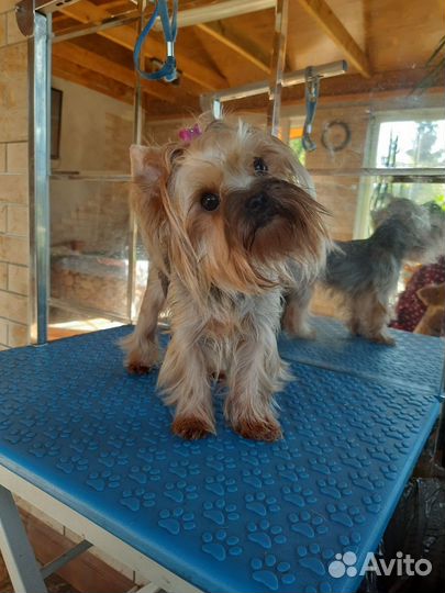 Йоркширский терьер