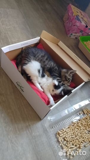 Котенок в добрые руки