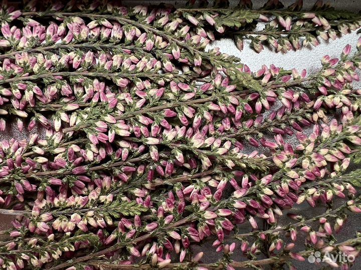 Вереск, сухоцветы для творчества, гербарий