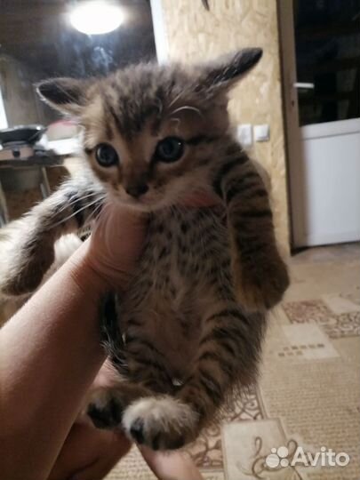 Кошка в дар бесплатно