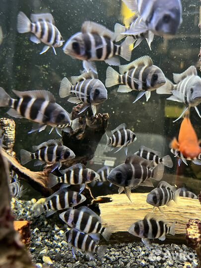 Фронтоза рыбки аквариумные