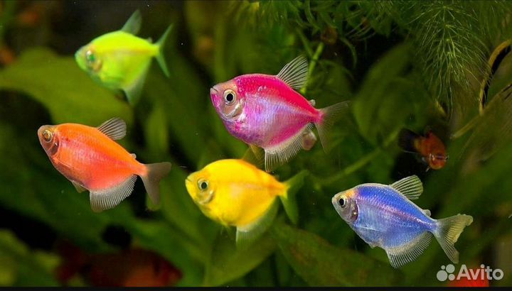 Тернеции+сомы