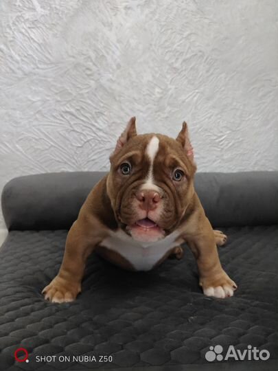 Щенок Американский булли