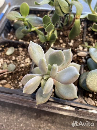 Цветы комнатные