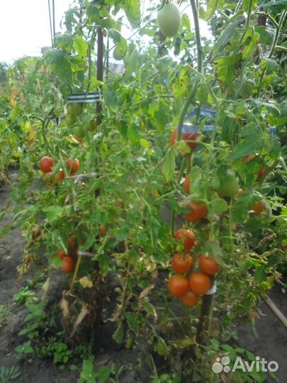 Помидоры