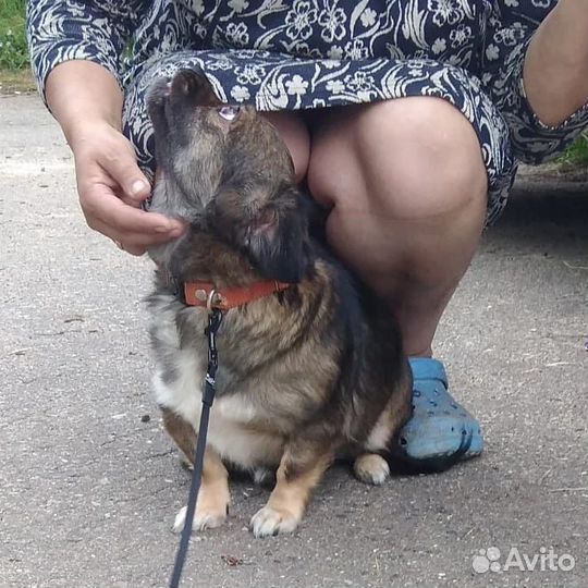 Маленькие собачки в добрые руки