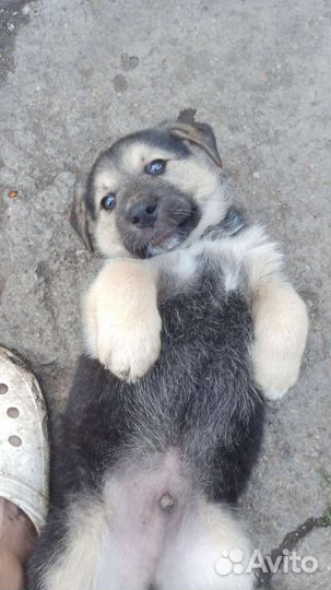 Щенок в добрые руки бесплатно