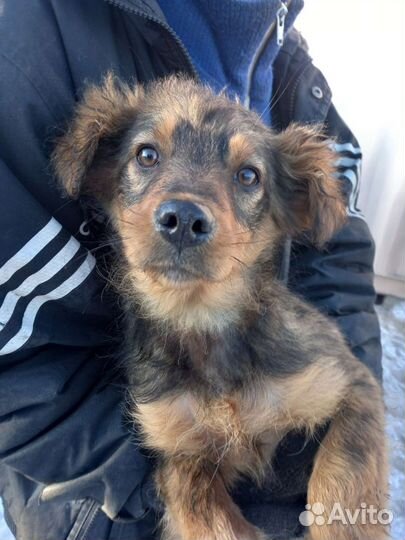 Щенки в приюте. Помогите