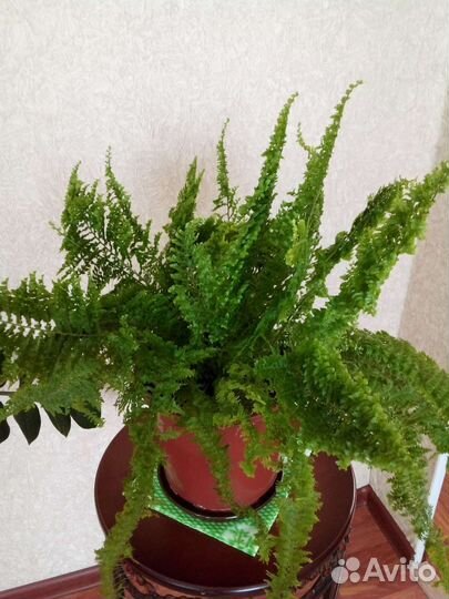 Папоротник комнатный