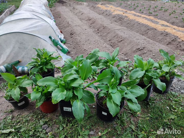 Хоста растение