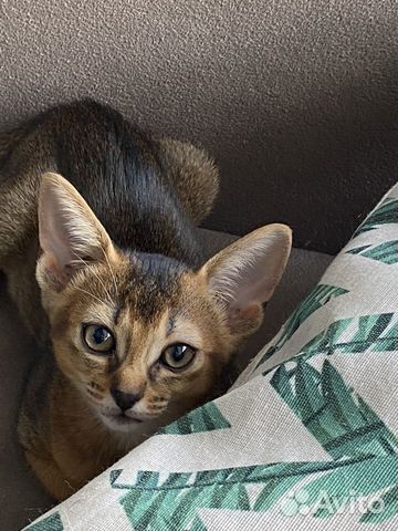 Абиссинский котенок девочка объявление продам