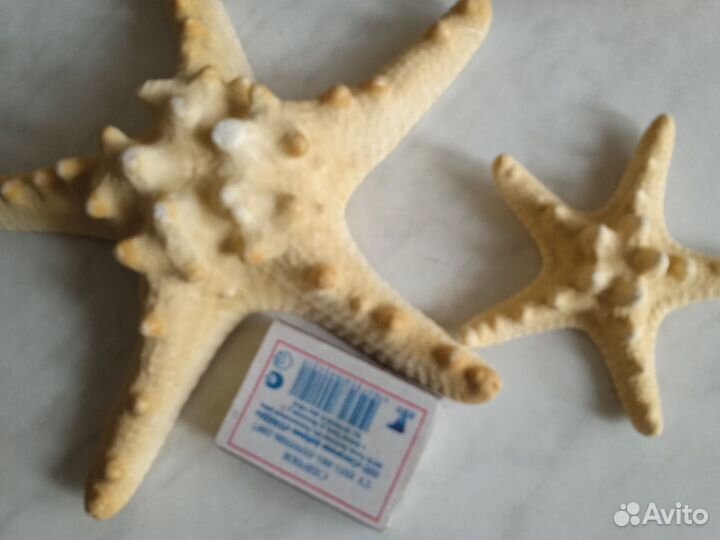 Морские ракушки