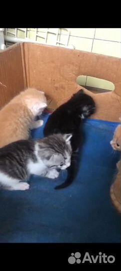 Котята крупнята