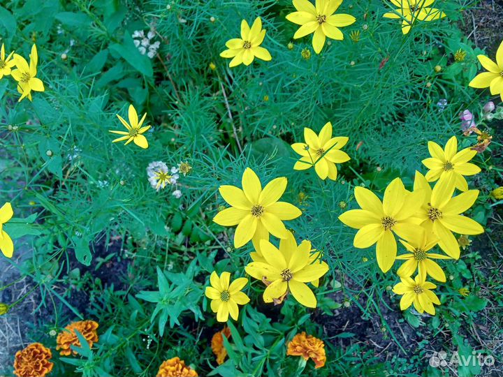 Кореопсис редкий, астильба, монарда три вида