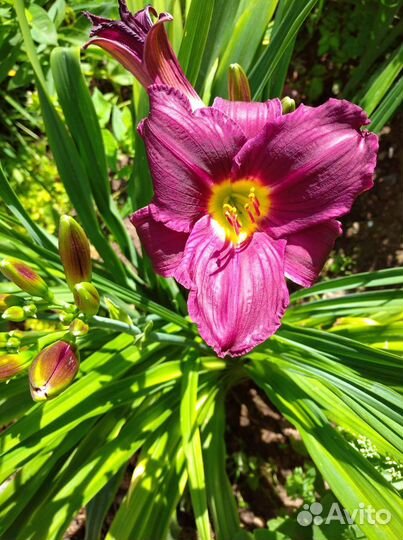 Лилейники сортовые астильбы