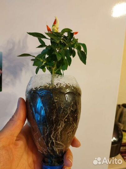 Комнатные растения рассада перец острый домашний