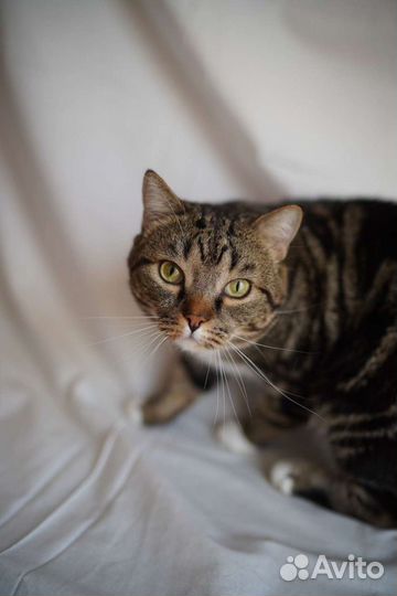 Котик по имени Бакс