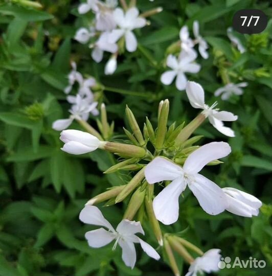 Гибискус Мыльнянка лекарственная