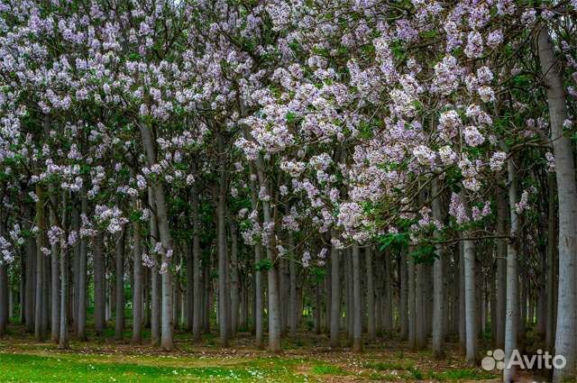 Павловния все сорта