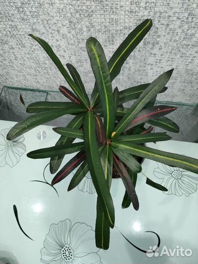 Кротон red banana