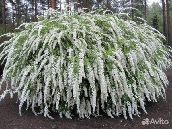 Спирея грефшейм