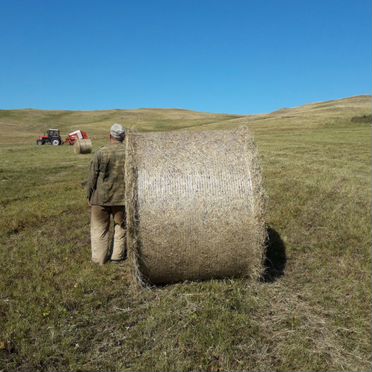 Сено 400-500 кг