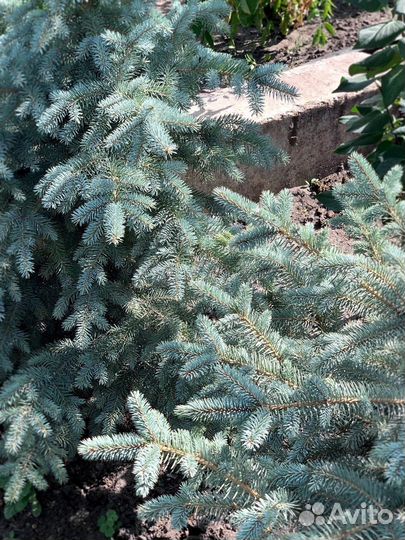 Ель голубая